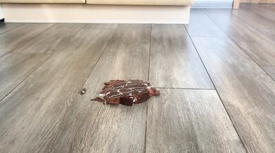 Angel zertritt deinen Kuchen mit ihren 86 Kg in Sneakers zu Brei
