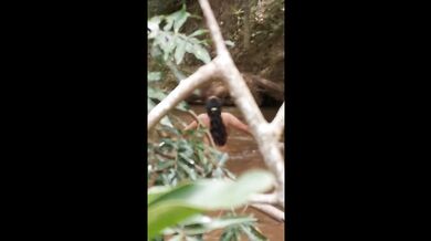 Latina Washes Up and Unforgettable Doggy in the Forest