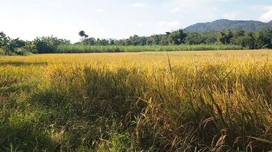 Thai Auntie Fuck เย็ดสาวใหญ่น้ำแตกใส่นม