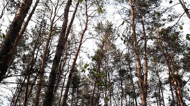 My girlfriend and I were caught by a passerby in the woods who was watching our sex - lesbian_illusion