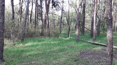 Our sex in the forest was filmed by a friend who accidentally caught us - lesbian_illusion