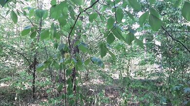 Paid for a cigarette with cunnilingus in the forest. Damn it was not caught by a passer-by, but she