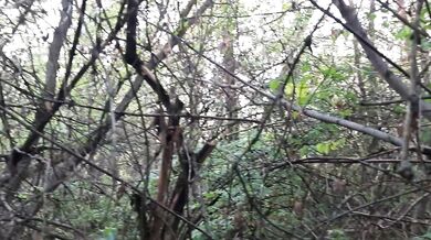 Went for a walk in the forest and saw a lesbian couple fucking. I took them off