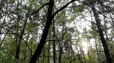 Went for a walk in the forest and saw a lesbian couple fucking. I took them off