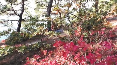 Outdoor Sex. Unexpected fuck with a stranger in the forest. Russian