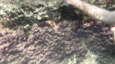 Caught a mermaid masturbating, watching her holes underwater at sea