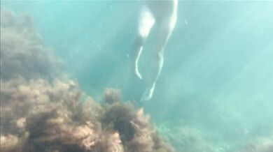 Caught a mermaid masturbating, watching her holes underwater at sea