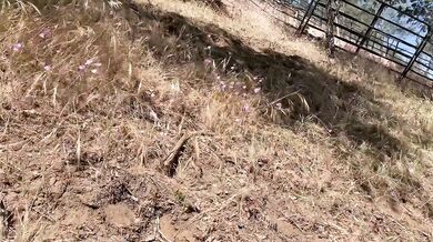 Pregnant and stranded woman gets a mouth full