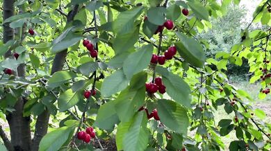 Catgirl stealing sweet cherries from my garden and then tasting my dick