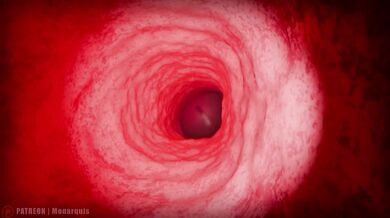 Momo's Throat Internal | ANIMATION
