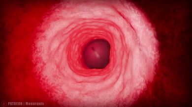 Momo's Throat Internal | ANIMATION