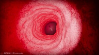 Momo's Throat Internal | ANIMATION