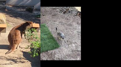 Some Sydney Australia ANIMALS