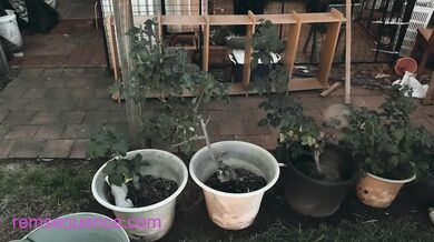 FREE PREVIEW - MILF Buttcrack Rose Pruning - Rem Sequence
