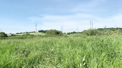 summer day dream - blowjob and mouth cumshot in tall grass