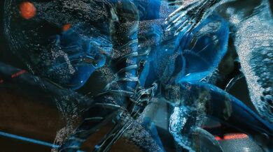 skyrim warframe mag porn