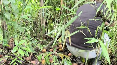 Pinay Outdoor Porn Harvest and Cooking Bamboo Shoots