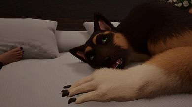 Midnight Paws & Purrs (Wild Life)