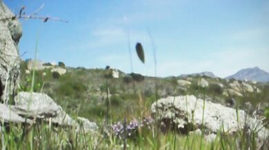 Mountain Ecstasy – Part 1: Pre-Cum Dripping, Gaze-Induced Throb & Taste