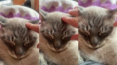 Nice cat