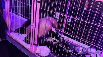 Caged up slut cums multiple times