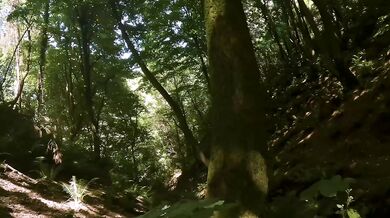 Panting forest ecstasy fuels urgent, kinky cock and pussy plays