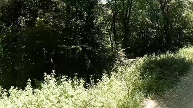 Panting forest ecstasy fuels urgent, kinky cock and pussy plays