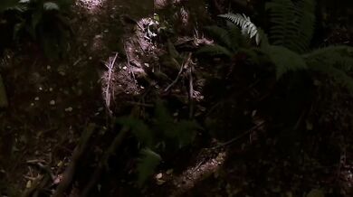 Panting forest ecstasy fuels urgent, kinky cock and pussy plays