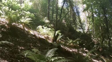 Panting forest ecstasy fuels urgent, kinky cock and pussy plays