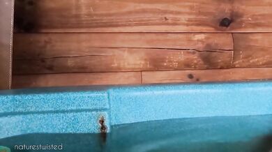 tiny explorer vs hot tub giantess