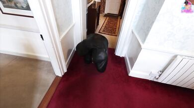 Training Zero - Zero Sees Our New House for the First Time! Bitchsuit Femdom Slave Tour