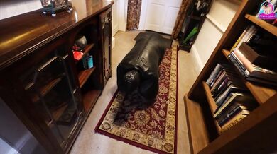 Training Zero - Zero Sees Our New House for the First Time! Bitchsuit Femdom Slave Tour