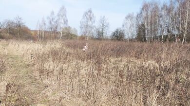 Polish Rabbit fucked in the field. He sucks cock until he cums on his tits.