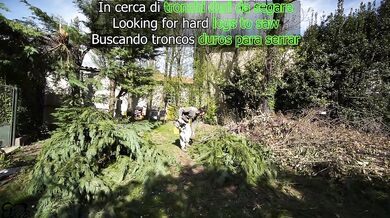 Looking for HARD LOGS to saw!????(amateur sex in the woods)