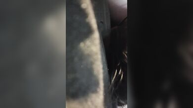 wet pussy and asshole toyed