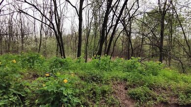 Loud Moaning in the Forest – Wild Outdoor Sounds