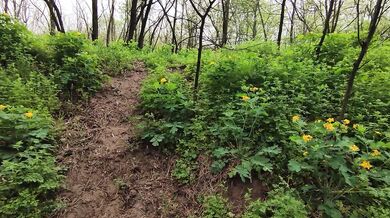 Loud Moaning in the Forest – Wild Outdoor Sounds