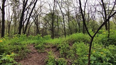 Loud Moaning in the Forest – Wild Outdoor Sounds