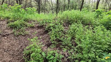 Loud Moaning in the Forest – Wild Outdoor Sounds