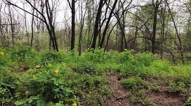 Loud Moaning in the Forest – Wild Outdoor Sounds