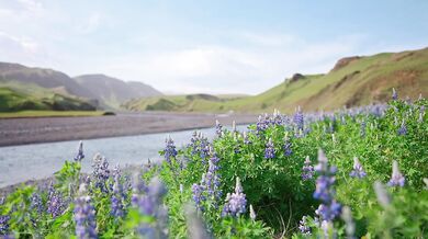 Wildflower Lovers: A Sensual Love Story
