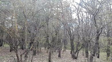 I fucked a stranger in the mouth in the forest while talking - Lesbian_illusion