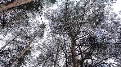 After I pissed in the forest, my girlfriend licked my remaining pee off her pussy - IkaSmokS