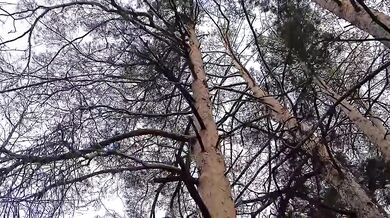 After I pissed in the forest, my girlfriend licked my remaining pee off her pussy - IkaSmokS