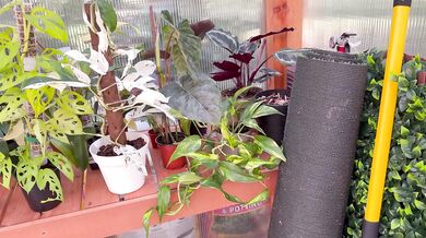 Spring Greenhouse Tour