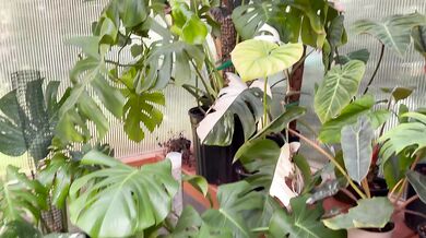 Spring Greenhouse Tour