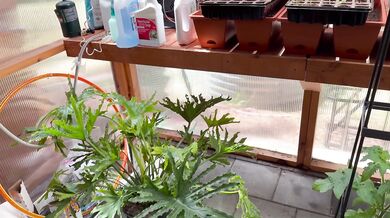 Spring Greenhouse Tour