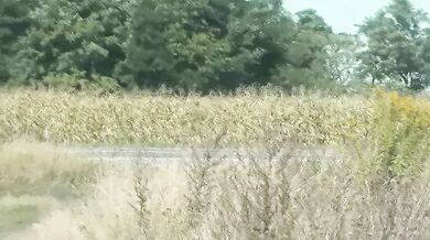 Sex in public Sex in backseat car. Taxi driver stopped on side road sexy blonde MILF jerk off cock Then man fuck pussy doggystyle and cumshot Creampie