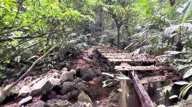 La caminata por el bosque hacia el río termina así
