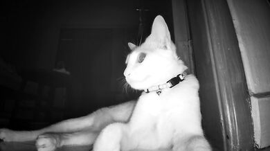 Late Night Pussy Surveillance (Caught on Camera)